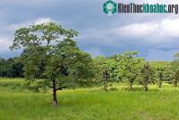 Ảnh Công viên quốc gia Chitwan - Nepal
