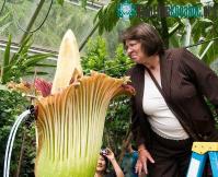Ảnh Ngày 8/6: Siêu hoa Titan Arum lần đầu tiên nở, phát hiện tân tinh sáng nhất vũ trụ