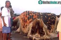 Ảnh Quái vật biển mắc cạn ở Guinea