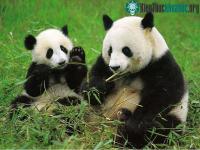 Ảnh Khu bảo tồn Gấu trúc lớn Tứ Xuyên