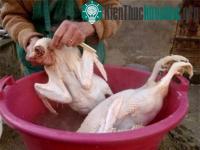 Ảnh Nhựa thông nhổ lông gà, vịt “siêu nhanh” có độc hại?