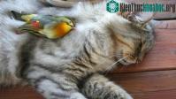 Ảnh Báo động lây cúm gia cầm từ mèo sang người