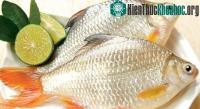 Ảnh Mẹo giữ cá tươi đến 3 ngày không cần tủ lạnh có thể bạn chưa biết