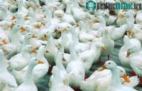 Ảnh Bùng phát dịch cúm gia cầm H5N8 tại một số nước châu Âu
