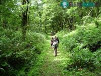 Ảnh Shinrin-yoku: Cách người Nhật dùng thiên nhiên chữa bệnh