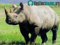 Ảnh Bảo tồn động vật nhờ tạo ra tế bào gốc đông lạnh