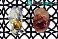 Ảnh Hợp chất mới khiến cơ thể trở nên trong suốt
