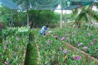 Ảnh Mô hình nông nghiệp bền vững cho đất phèn