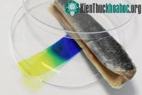 Ảnh Công cụ phát hiện thịt ôi