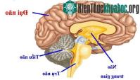 Ảnh Đông bạn bè nhờ kích thước hạch hạnh nhân lớn