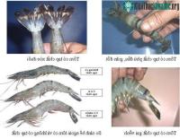 Ảnh Nhận biết tôm bơm tạp chất như thế nào?