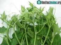 Ảnh Rau bí "tắm" nhiều hóa chất: Nhận biết quá đơn giản