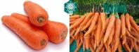 Ảnh Tuyệt chiêu đơn giản để nhận biết rau củ quả Trung Quốc