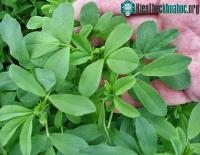 Ảnh 6 loại thực phẩm các chuyên gia "không bao giờ đụng đũa"