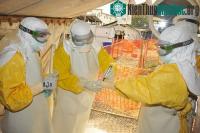 Ảnh Điều chế thành công huyết thanh điều trị Ebola trên khỉ