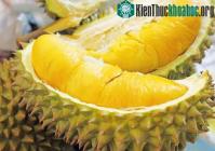 Ảnh Ăn nhiều hoa quả, béo phì như chơi
