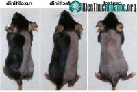 Ảnh Tìm ra phương pháp đầy tiềm năng trong việc chữa chứng hói đầu