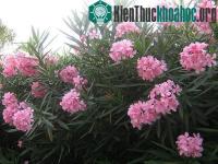 Ảnh Hàng loạt cây cảnh chứa chất độc chết người