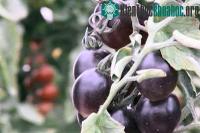 Ảnh Kinh ngạc tác dụng chống ung thư hiệu quả của cà chua đen