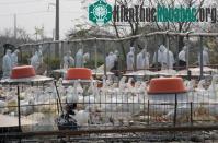 Ảnh Virus H7N9 có thể phát triển thành đại dịch ở người