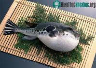 Ảnh Những món đặc sản có thể gây chết người