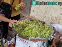 Ảnh Nguồn gốc của nho xanh giá rẻ tại Hà Nội