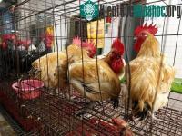 Ảnh Bệnh nhân đầu tiên trên thế giới tử vong vì cúm H5N6