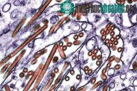 Ảnh Phát hiện 5 đột biến gene ở H5N1 quyết định sự lây lan