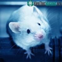 Ảnh Hormone stress làm biến đổi mô não ở chuột