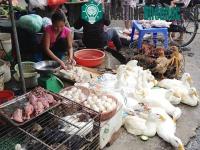 Ảnh Phòng chống cúm gia cầm cực độc H5N6
