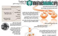 Ảnh Cách virus Ebola tấn công cơ thể con người