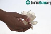 Ảnh Da người có thể "đánh hơi" mùi
