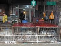 Ảnh Virus H7N9 có thể tấn công Việt Nam và một số nước châu Á