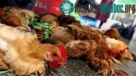 Ảnh Ca đầu tiên tử vong vì cúm H5N1 trong năm 2014