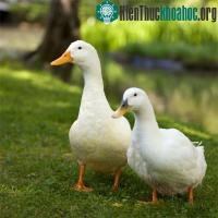 Ảnh Hàn Quốc: Phát hiện virus cúm H5N8 ở vịt