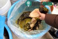 Ảnh Ăn củ cải muối có thể ngừa cúm H7N9