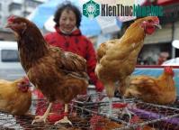 Ảnh Cảnh báo cúm H7N9 từ Trung Quốc có thể lan vào Việt Nam