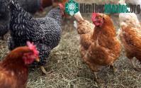 Ảnh Khởi động lại các cuộc nghiên cứu về H5N1