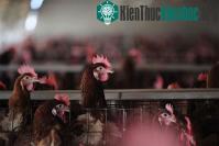 Ảnh Nguy cơ bùng phát H7N9 vào mùa đông tại Trung Quốc