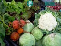 Ảnh Bắp cải, súp lơ có thể chống phóng xạ