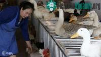 Ảnh Giới khoa học đề xuất tạo chủng cúm chết người