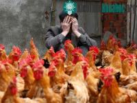 Ảnh Phát hiện trường hợp đầu tiên nhiễm cúm H7N9 từ người