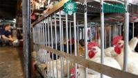 Ảnh Virus H7N9 có khả năng lây truyền trong không khí
