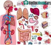 Ảnh Bộ phận nào của cơ thể con người "vô dụng" nhất?