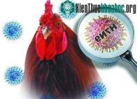 Ảnh Phát triển bộ dụng cụ xét nghiệm nhanh virus H7N9