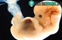 Ảnh Lần đầu tiên nhân bản phôi người
