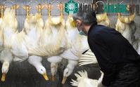 Ảnh WHO cảnh báo nguy cơ bùng phát dịch cúm H7N9