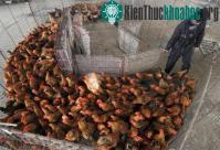 Ảnh Phát hiện virus H7N9 tại Quảng Đông