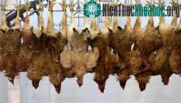 Ảnh Bé 4 tuổi mang H7N9 nhưng không có biểu hiện cúm