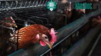 Ảnh Tìm ra nguồn gốc chủng cúm chết người H7N9